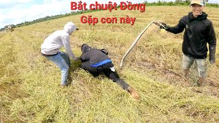 Bắt chuột đồng mùa cắt lúa cùng các anh em vừa có chuột rắn bắt rất hấp dẫn và vui