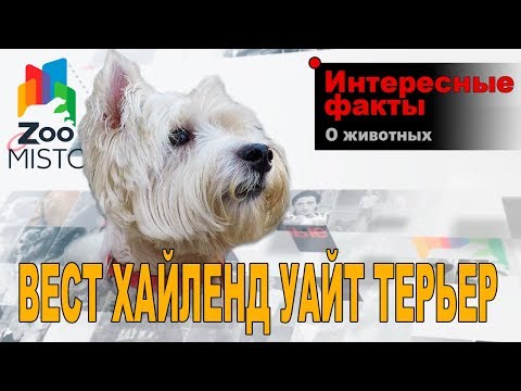 Видео: Влияние В-клеток на патофизиологию рассеянного склероза