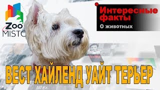 видео Виски: марки и их особенности. Самые популярные и известные марки виски