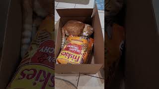 cat in a box - amazon delivery