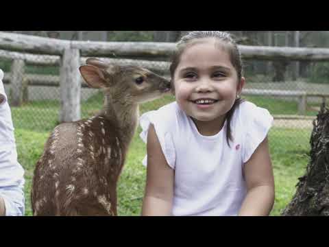 Parque Ecológico Klabin: respeite a vida é preservando o futuro