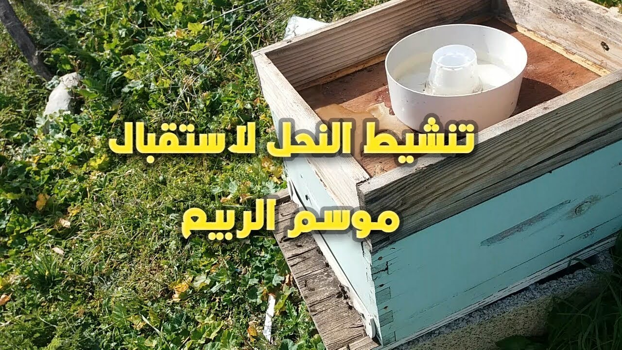 أهمية تنشيط النحل بالتغذية السكرية بعد نهاية فصل الشتاء