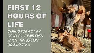 FIRST 12 HOURS AFTER DAIRY CALF IS BORN | Caring for a freshened cow
