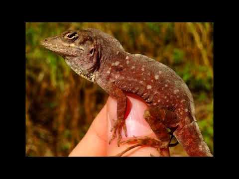 Fairchild Challenge 6 Lizards on the Loose 2017- 2018 Renaissance Middle Charter School
