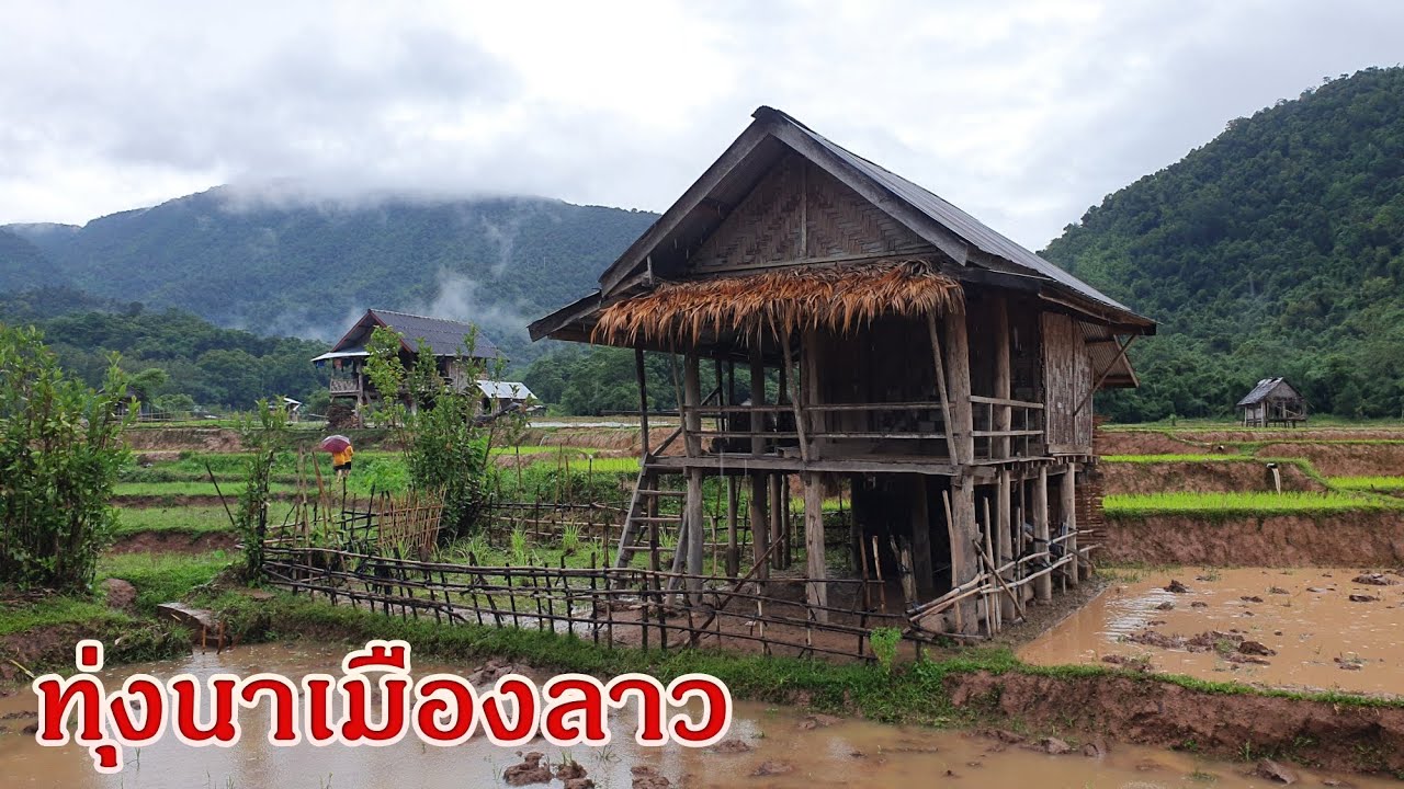 หนีลูกน้อยเที่ยวเมืองลาว EP22 พาเลาะเบิ่งเถียงนาเมืองลาว ธรรมชาติเมืองลาวงามคัก มีแต่นาดำบ่มีนาหว่าน