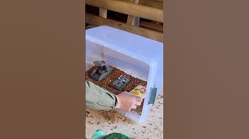 Pet proof rat trap 🪤! #diy