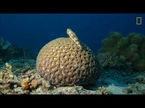 მარჯანი