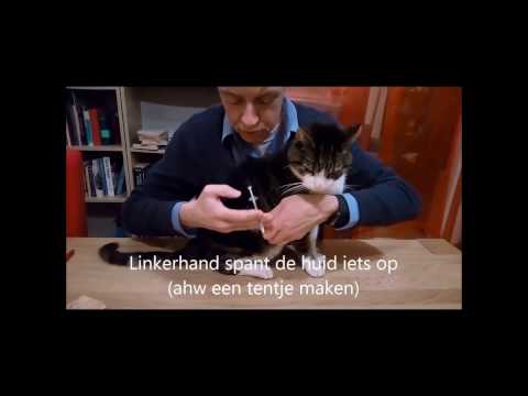 Video: Lage Bloedsuikerspiegel Bij Katten