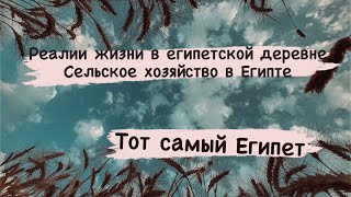 Что выращивают в Египте ? Какие фрукты и овощи?