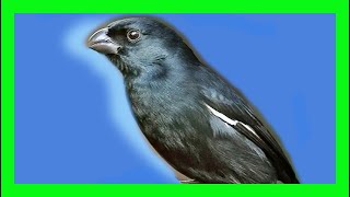 Cuban Bullfinch Bird Song, Sound, Call, Voice, Melody - Melopyrrha Nigra