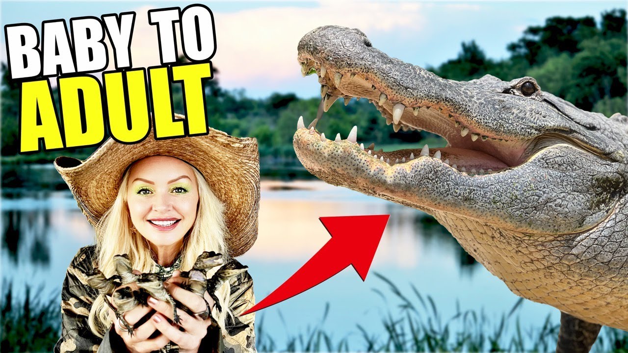 Эволюция аллигатора | От детеныша до болотного короля!