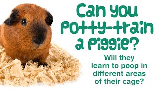How To POTTY TRAIN a GUINEA PIG | Tips & Tricks for a Cleaner Cage!
