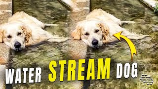 Dog Laying Down in the Water Stream