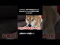 人間の言葉絶対わかってるやろw #柴犬