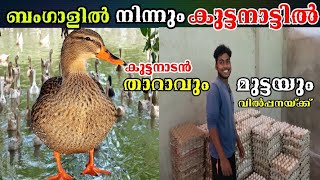 Duck Farming Kerala | താറാവ് വളർത്തലും മുട്ടകളും | Duck Egg Farm | Tharavu Valarthal Malayalam