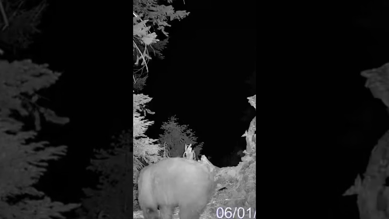 Big color phased black bear #pnw #wildlife #exploreidaho #americanbear #subscribe #content #shorts