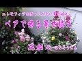 ペアで飾る寄せ植え／エレモフィラ【冬から春の寄せ植え】花創人はなそうにん岐阜愛知寄せ植えハンギングバスケット教室