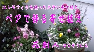 ペアで飾る寄せ植え／エレモフィラ【冬から春の寄せ植え】花創人はなそうにん岐阜愛知寄せ植えハンギングバスケット教室