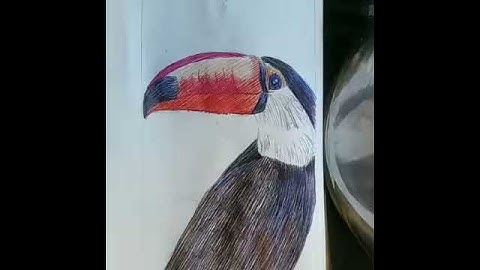 EXOTIC BIRD: TOCO TOUCAN!!! TIME LAPSE DRAWING!!!