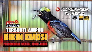 🛑MASTERAN KONIN GACOR FULL NEMBAK ISIAN TONJOLAN MEWAH‼️ PANCINGAN KOLIBRI NINJA BAHAN CEPAT EMOSI