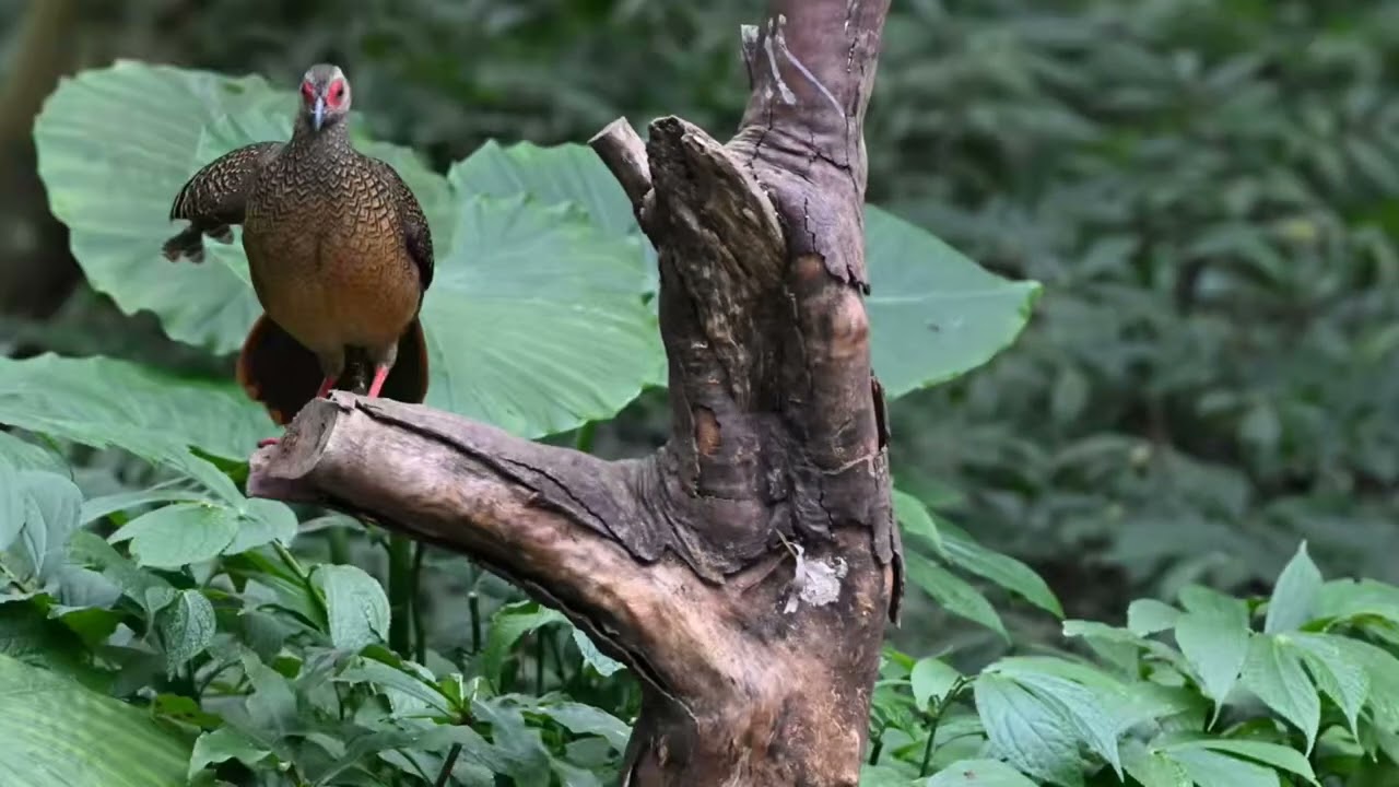 人生70才開始 410 260214 藍腹鷴母2 上樹