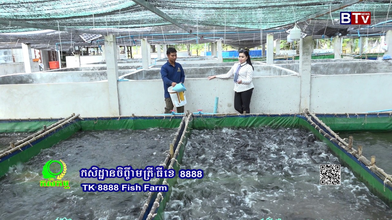 AGRICULTURE/កសិកម្មៈ កសិដ្ឋានចិញ្ចឹមត្រី ធីខេ ៨៨៨៨ 