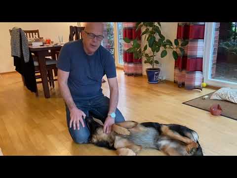 Video: So behandeln Sie die Ohrmilben Ihres Hundes auf natürliche Weise