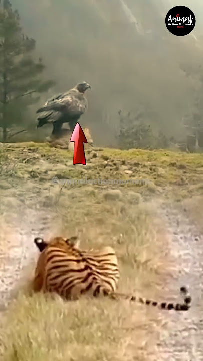 A tiger cub becomes prey to an eagle #animals #tiger