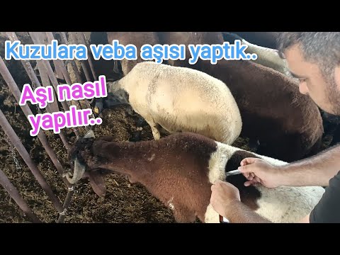 Besi kuzularina veba aşısı yaptık.. aşılamaya devam.. Beside aşılama ve önemi