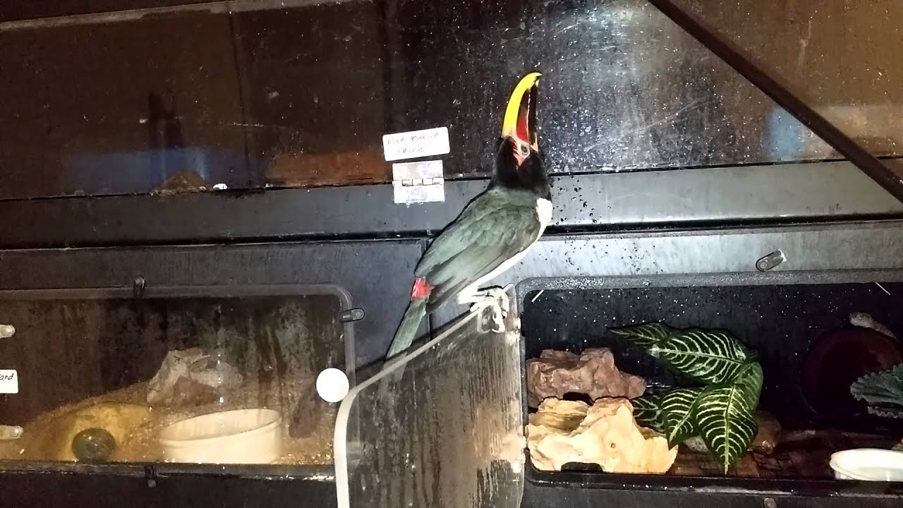 Green Aracari Toucan catching rain drops 