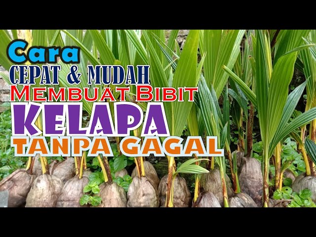 Cara Cepat dan Mudah Membuat Bibit Kelapa Tanpa Gagal class=