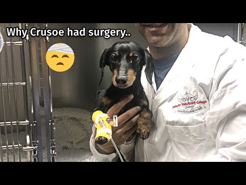 Why Crusoe had surgery...