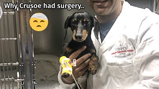 Why Crusoe had surgery...