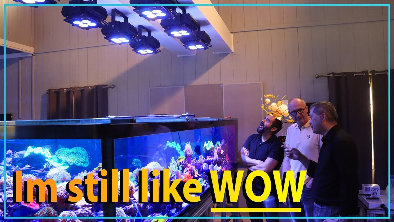 Самая впечатляющая коралловая ферма на сегодняшний день // Обновление за 1 год