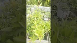 Trending Me Ana  viral trending flowers memehub funny comedyskits comedys funnymoment