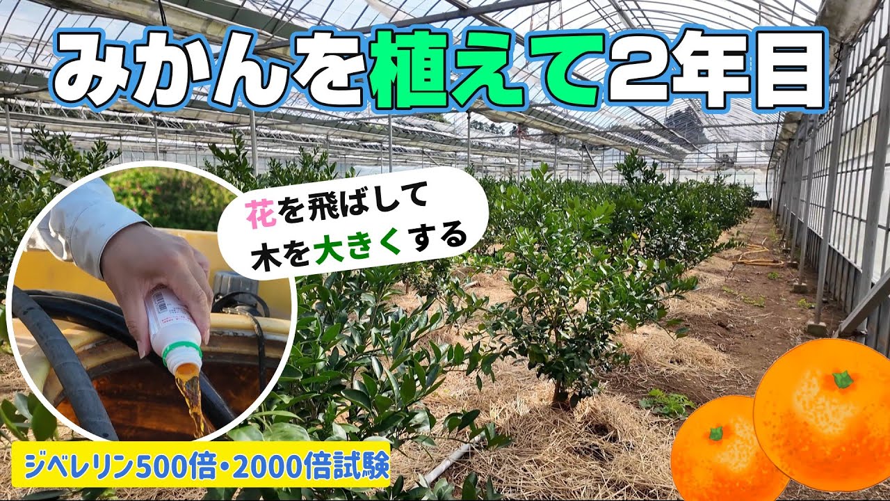 Early November] Spray gibberellin on mandarin orange seedlings