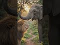 🦁🐘Emotional Tiger Jungle Story 😱😱😊