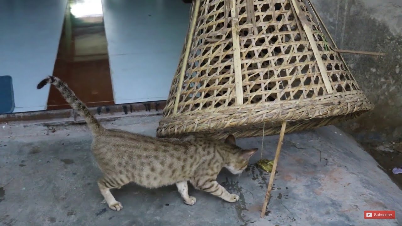 Simple best  Cat Trap  How To Catch A Cat