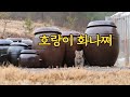 (ENG)탈출 실패에 화가 난 새끼고양이 호랑