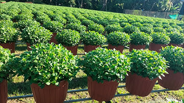 làng Hoa gò ổi: cập nhật tình hình phát triển của Cúc mâm xôi(4cơi) thêm giá thể lần cuối cho cây