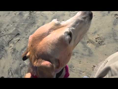 MMA Legend Cris Cyborg's Dog "Fedor:" 1 Day Transition Video! Celebrity Dog Trainer Nick White