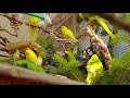 Kakariki - 🎄 Christmas tree branches for the red crowned birds