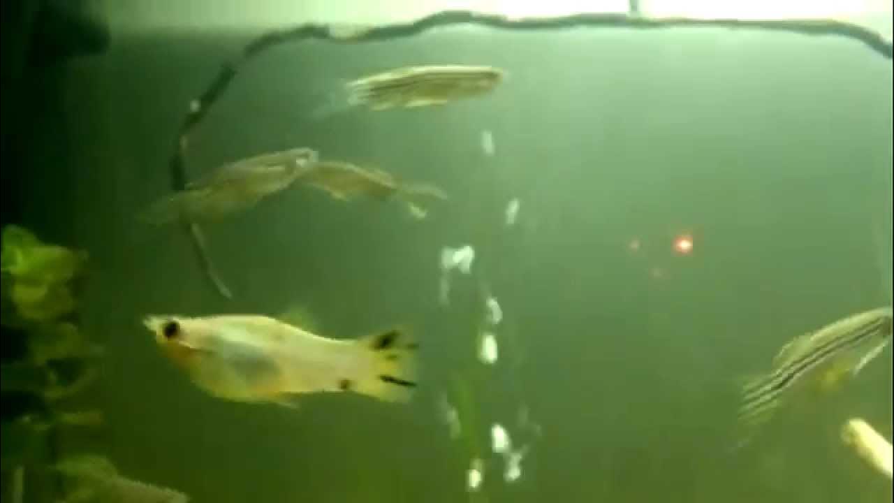 Данио рибки - YouTube