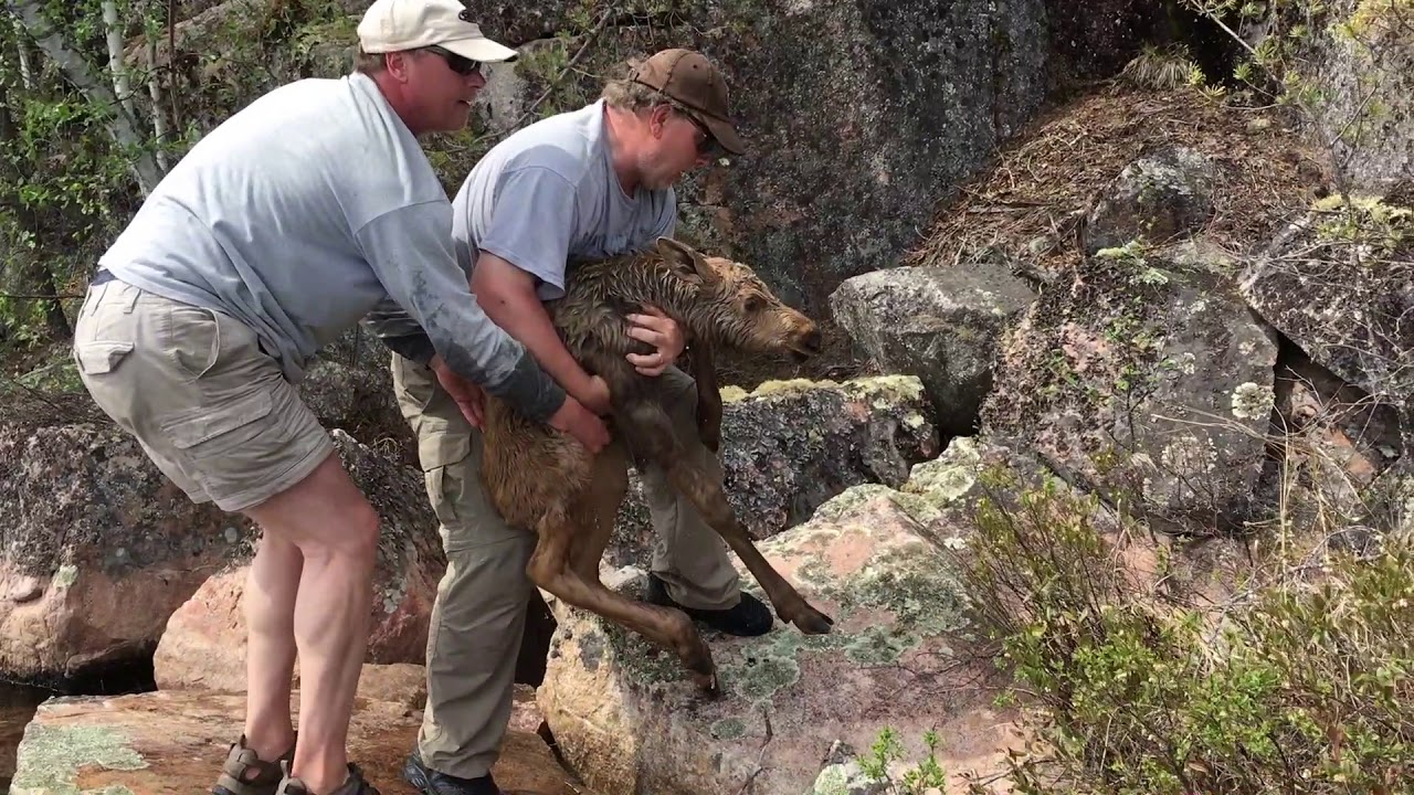Baby Moose Rescue