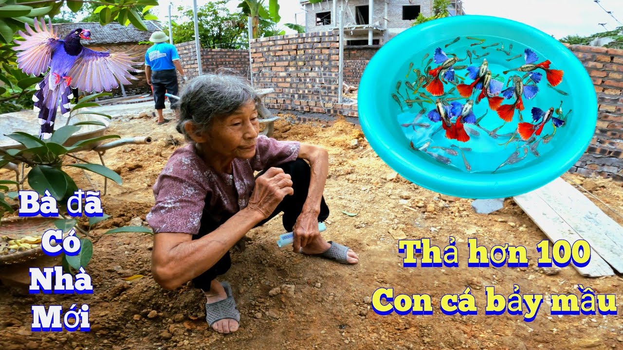 Thả Hơn 100 Con Cá Bảy Màu Vào Bể Mới Làm Và Tin Buồn Mất Chim Phượng Hoàng Đất / Quế Nghịch