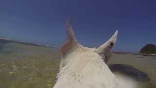 Bull Terrier Cam 4