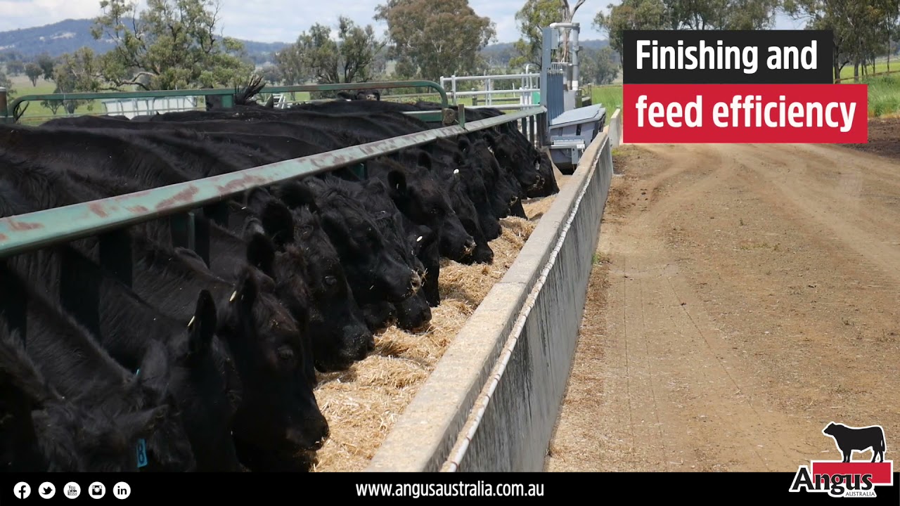 The Angus Breed is Australia's Breed!