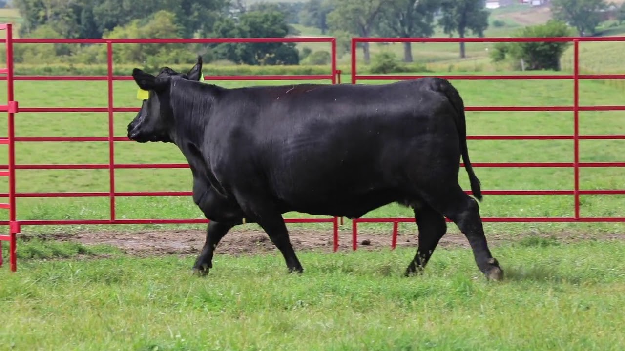 Black Angus Kuhle Angus Lot 2A