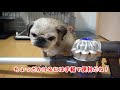 パグとコードレス掃除機！Pug