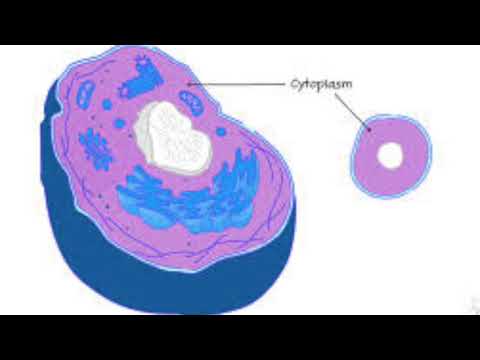 cytoplasm - YouTube